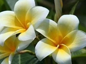 Sacuanjoche - Nicaragua’s National Flower